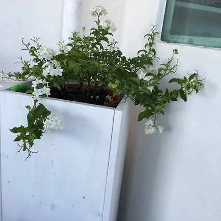 4 In Piazza